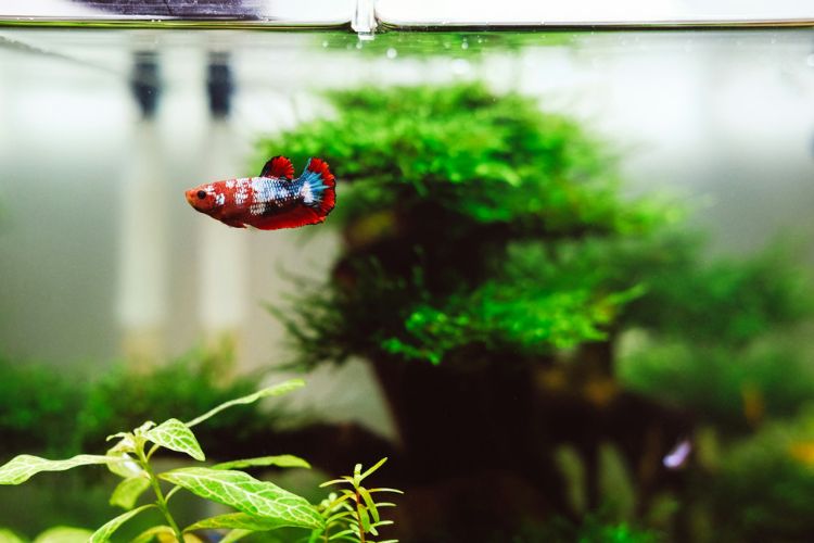 vybavene-akvarirum-betta