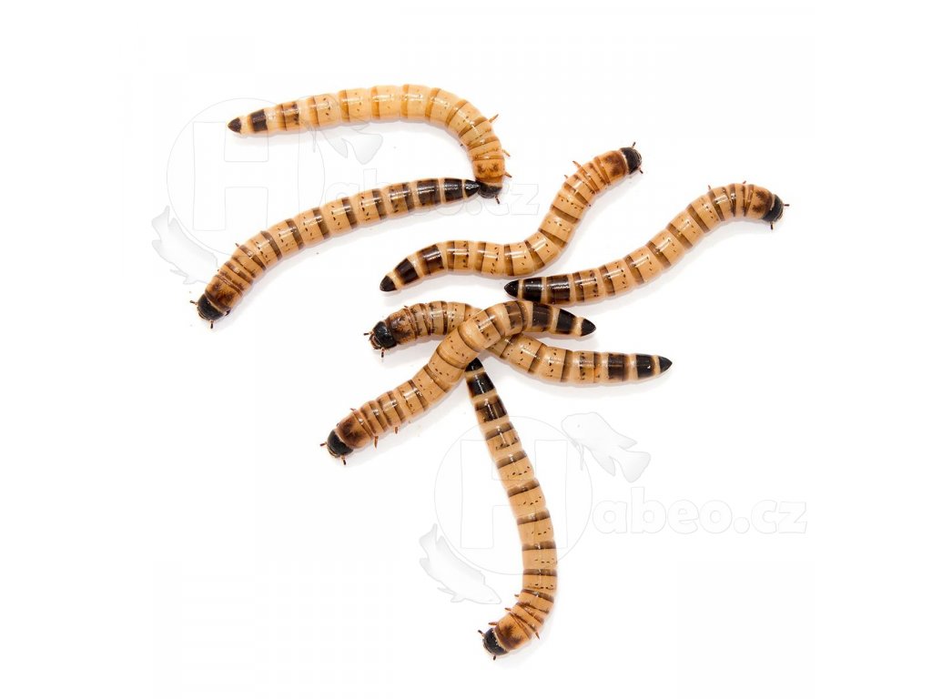 zophobas zofobas zofák zoofobas červ krmivo živé terarijní zvířata 
