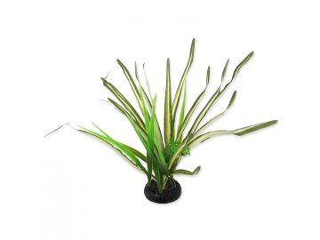 Rostlina REPTI PLANET travina Spartina 30 cm 1ks