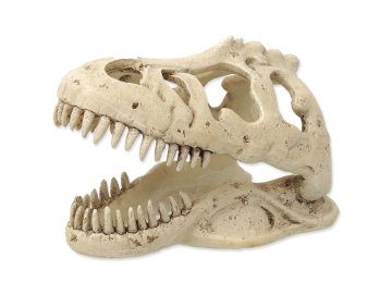 Dekorace Repti Planet T-REX lebka 13,3x8,5x9cm