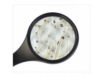 Koretra živá (bílá komáří larva) 45 ml  Živá koretra (bílá komáří larva) 45ml