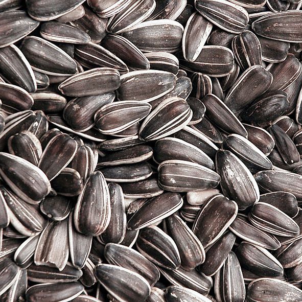 AVICENTRA slunečnice žíhaná 1kg