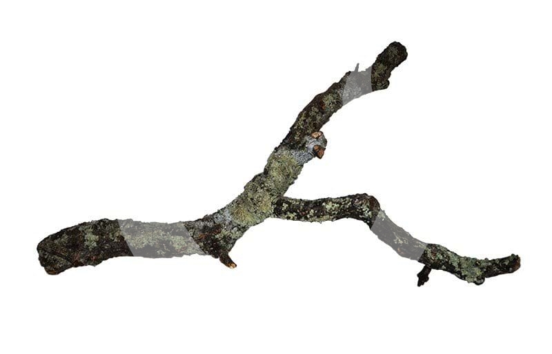 Levně HOBBY Dekorace Korková větev 90 cm