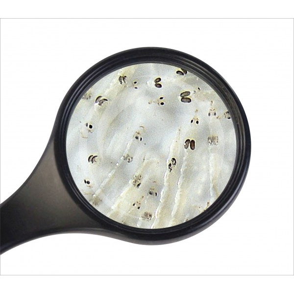 Levně Koretra živá (bílá komáří larva) 45ml Živá koretra (bílá komáří larva) 45ml