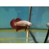 Ocean Nutrition Atison´s Betta Pro 15 g krmivo pro betty krmiva pro bojovnice bojovnici pestrou habeo.cz 