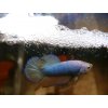Ocean Nutrition Atison´s Betta Pro 15 g krmivo pro betty krmiva pro bojovnice bojovnici pestrou habeo.cz 