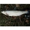 Přívlačový prut Sportex Black Arrow G2 ULR