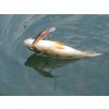 Salmo rybářské woblery Minnow M5S