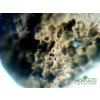 PROFIPLANTS SMART SUBSTRATE