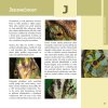 Chameleon jemenský - Robimaus