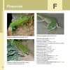 Felsuma madagaskarská - Robimaus