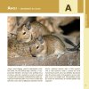 Osmák degu - Robimaus
