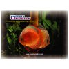 Discus Flakes 34 g - krmivo pro Cichlidy, Terčovce a Skaláry krmení pro rybičky krmivo pro akvarijní rybky rybičky 