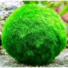 Marimo Ball