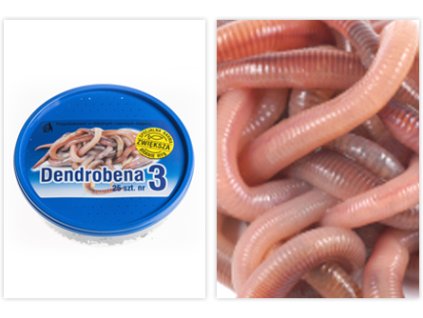 38348 dendrobena 3 25 ks