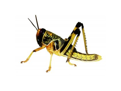 7928 sarance sarancata zive krmiva ziva krmiva sarance 1ks