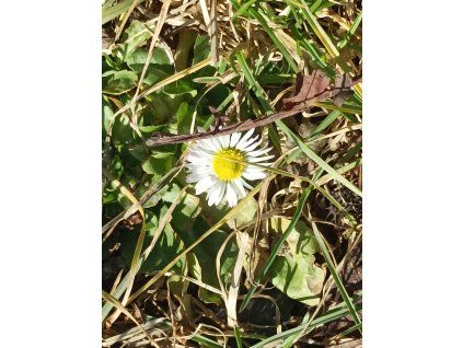 Jaro s Háčkopletkou