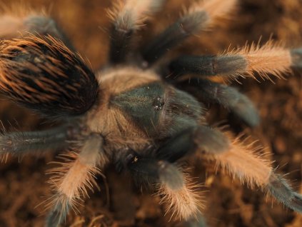 Brachypelma emilia ♂