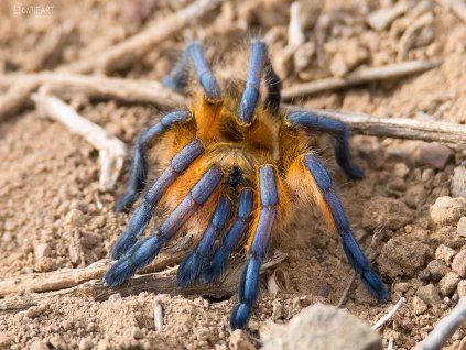 Harpactira pulchripes01