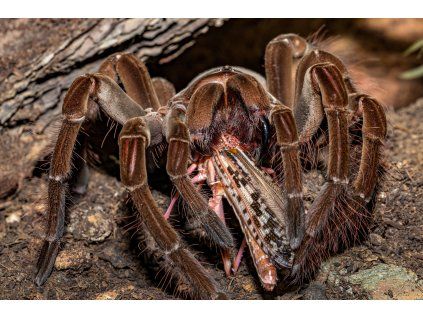 mike 68 tarantula 4282708