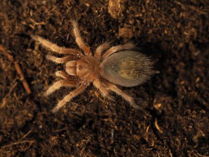 rosea red