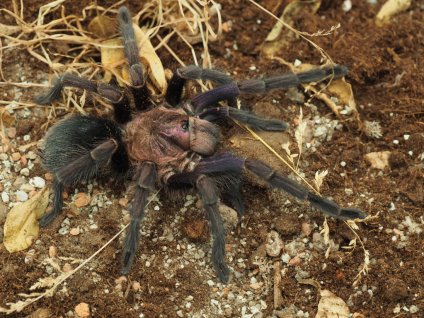 Phormictopus sp. Dominican purple ♀