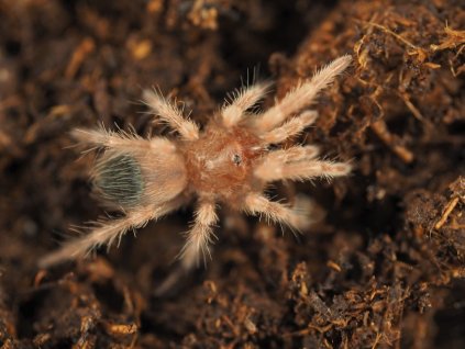 Brachypelma hamorii