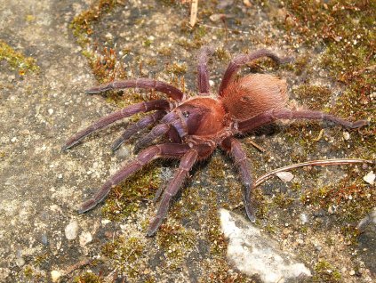 Citharacanthus cyaneus2