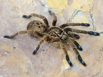 Idiothele mira subadult3
