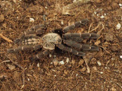 Ornithoctoninae sp. Bach Ma