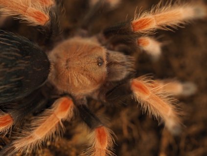 Brachypelma boehmei ♂
