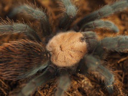 Brachypelma albiceps ♂