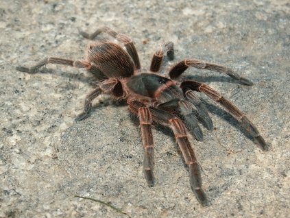 Cyrtopholis sp.Cuba,Guardalavaca1