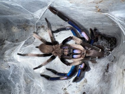 Chilobrachys natanicharum ♀
