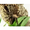 Phormingochilus hatihati