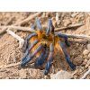 Harpactira pulchripes01