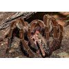 mike 68 tarantula 4282708