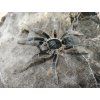 Ceratogyrus marshalli