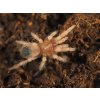Brachypelma hamorii