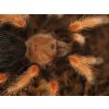Brachypelma boehmei ♂