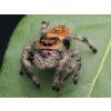 Female Phidippus regius 51696617761