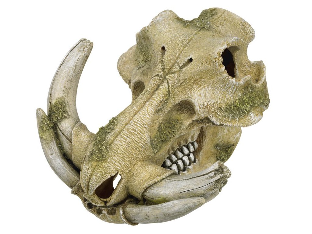Dekorácia do akvária z polyresinu Nobby Warthog skull 19,3cm - Lebka prasaťa bradavičnatého