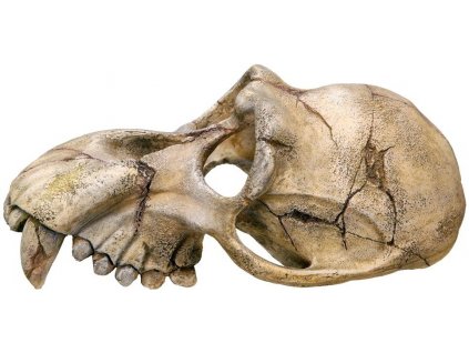 Kvalitná dekorácia do všetkých typov akvárií Nobby Monkey Skull - Lebka opice 22,5x14,5x11cm