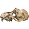 Kvalitná dekorácia do všetkých typov akvárií Nobby Monkey Skull - Lebka opice 22,5x14,5x11cm