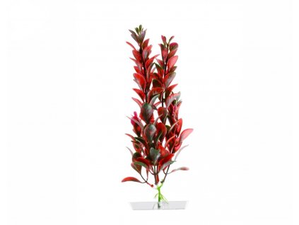 18321 red ludwigia 18 21 cm 1