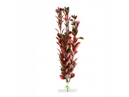 18322 red ludwigia 25 28 cm 1