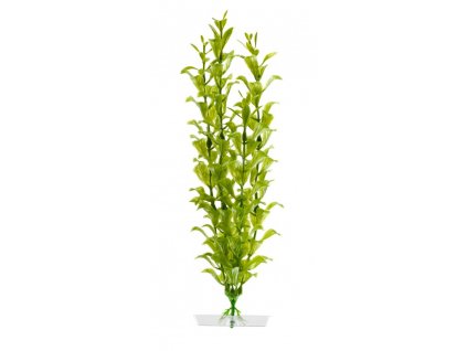 18327 hygrophila 25 28 cm 1