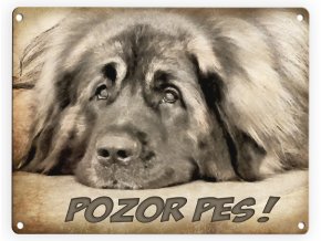 Leonberger-Pozor pes 2
