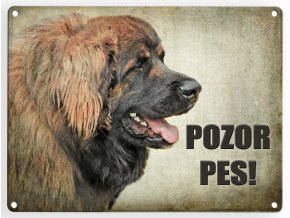 Leonberger- pozor pes 3