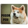 Akita pozor pes